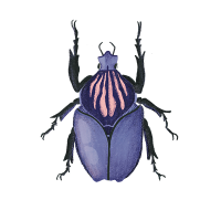 escarabat